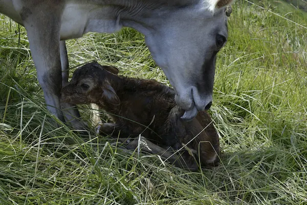 Ciências Agrárias e Veterinária